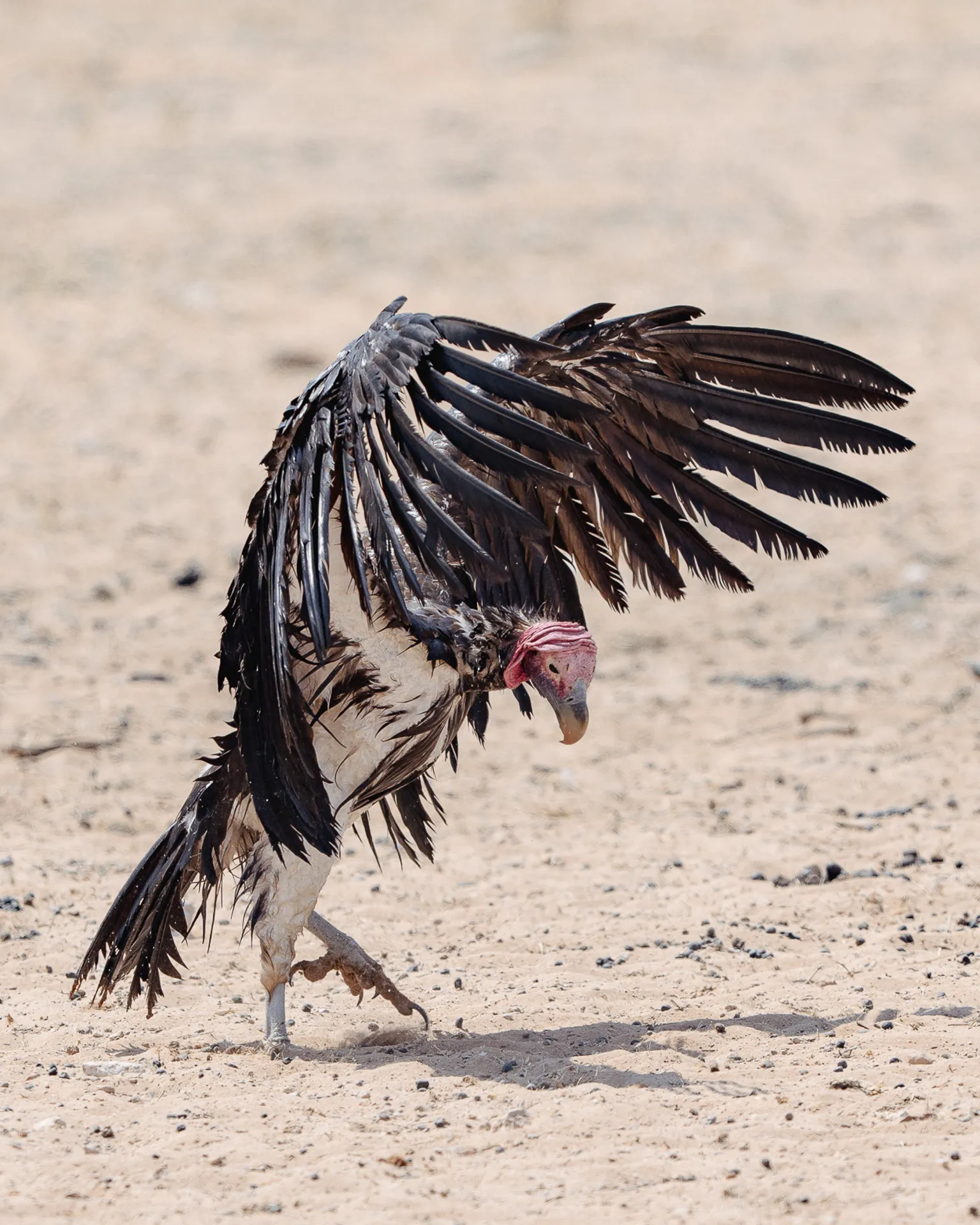 Experience Africa Safaris rare bird and wildlife photographic safari