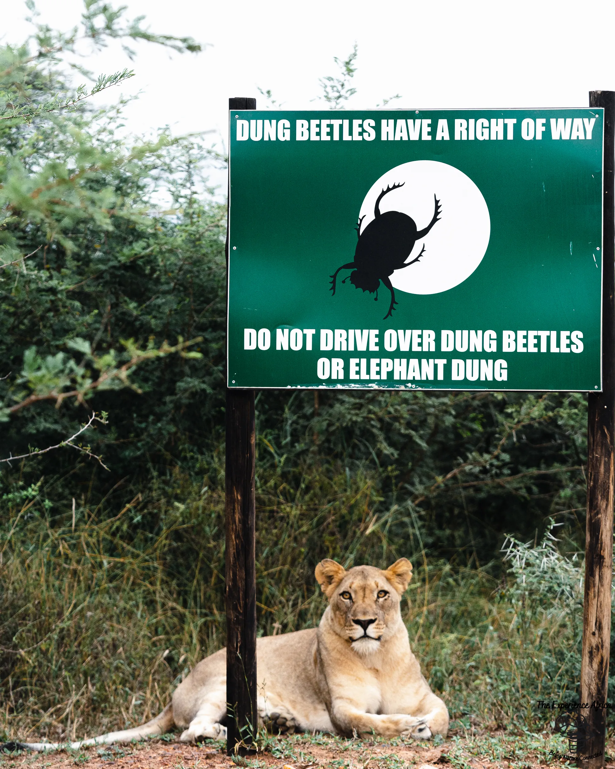 Experience Africa Safaris eco safaris