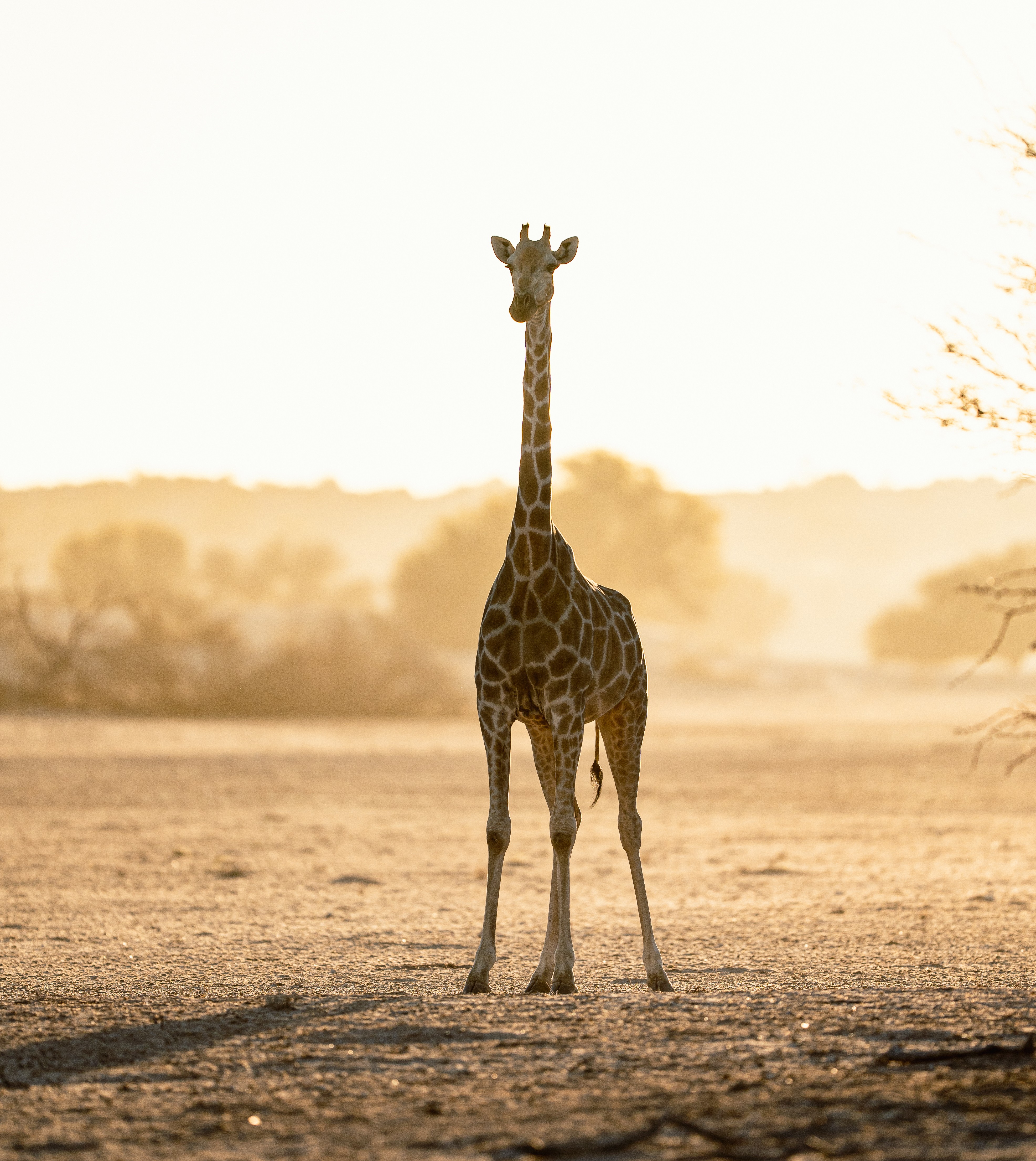 Photo of giraffe in Mata Mata by Experience Africa Safaris