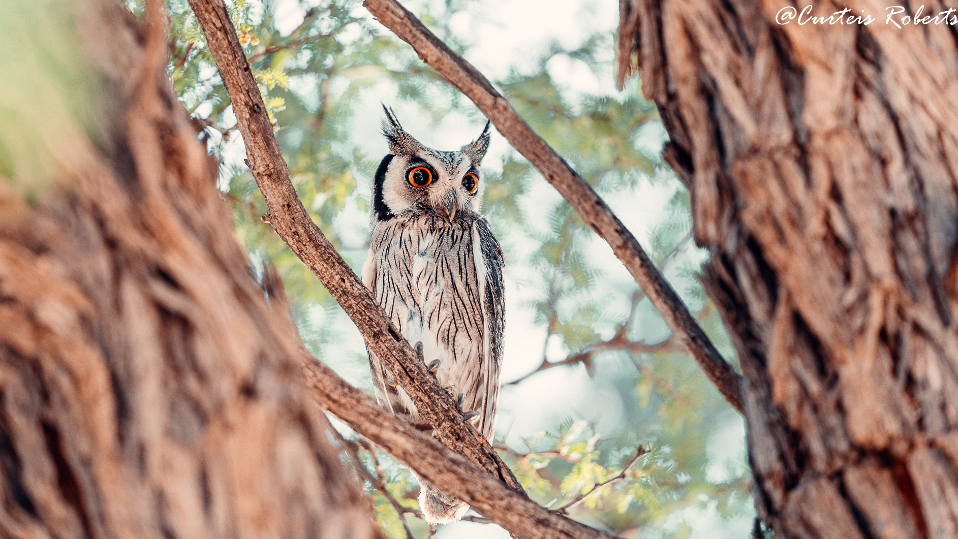 Owl captured on safari by Experience Africa Safaris