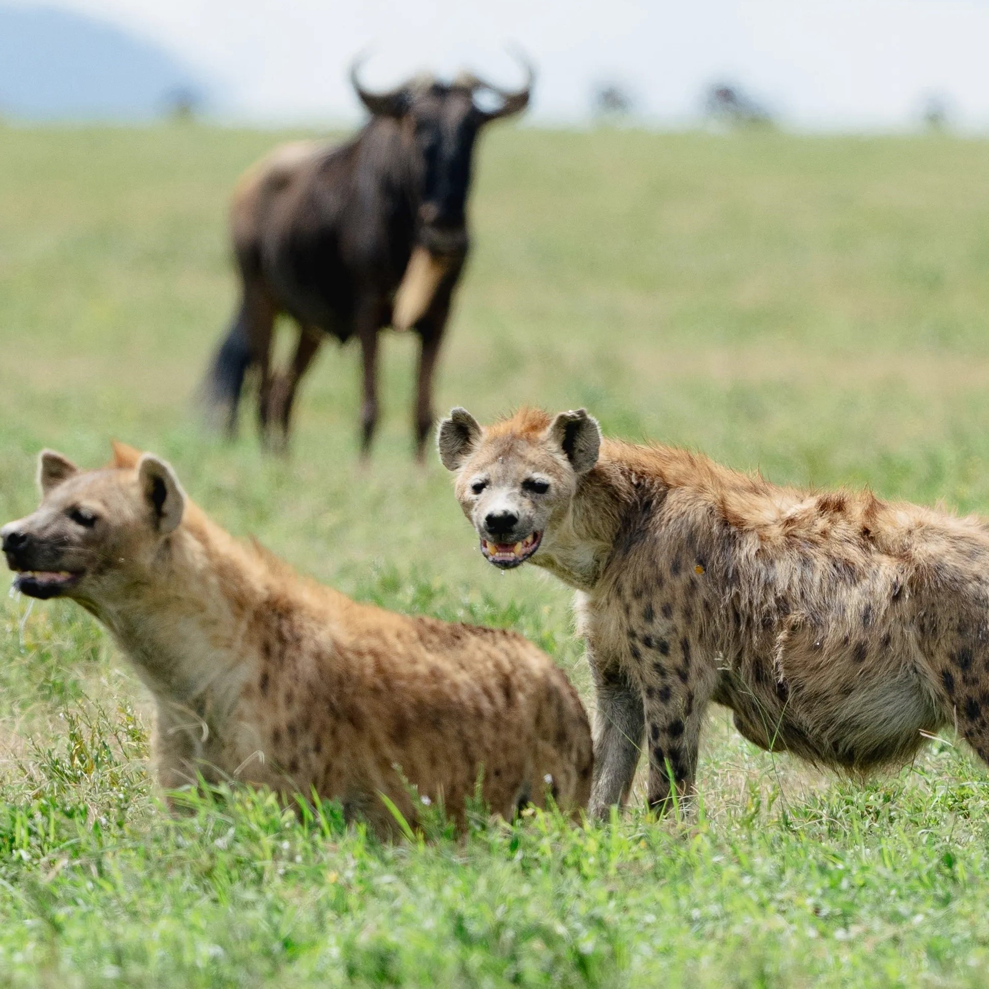 Photos of wildlife in the Serengeti by Experience Africa Safaris