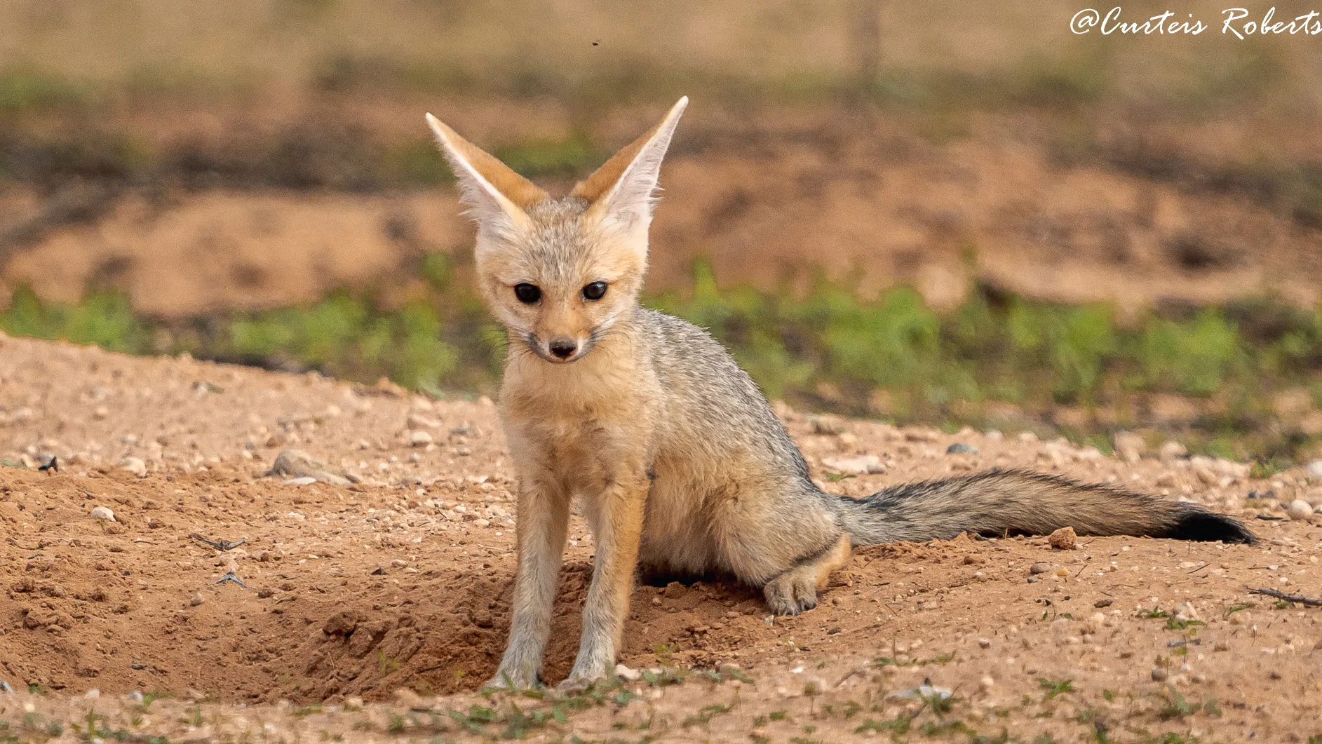 Image from recent rare bird photographic safari