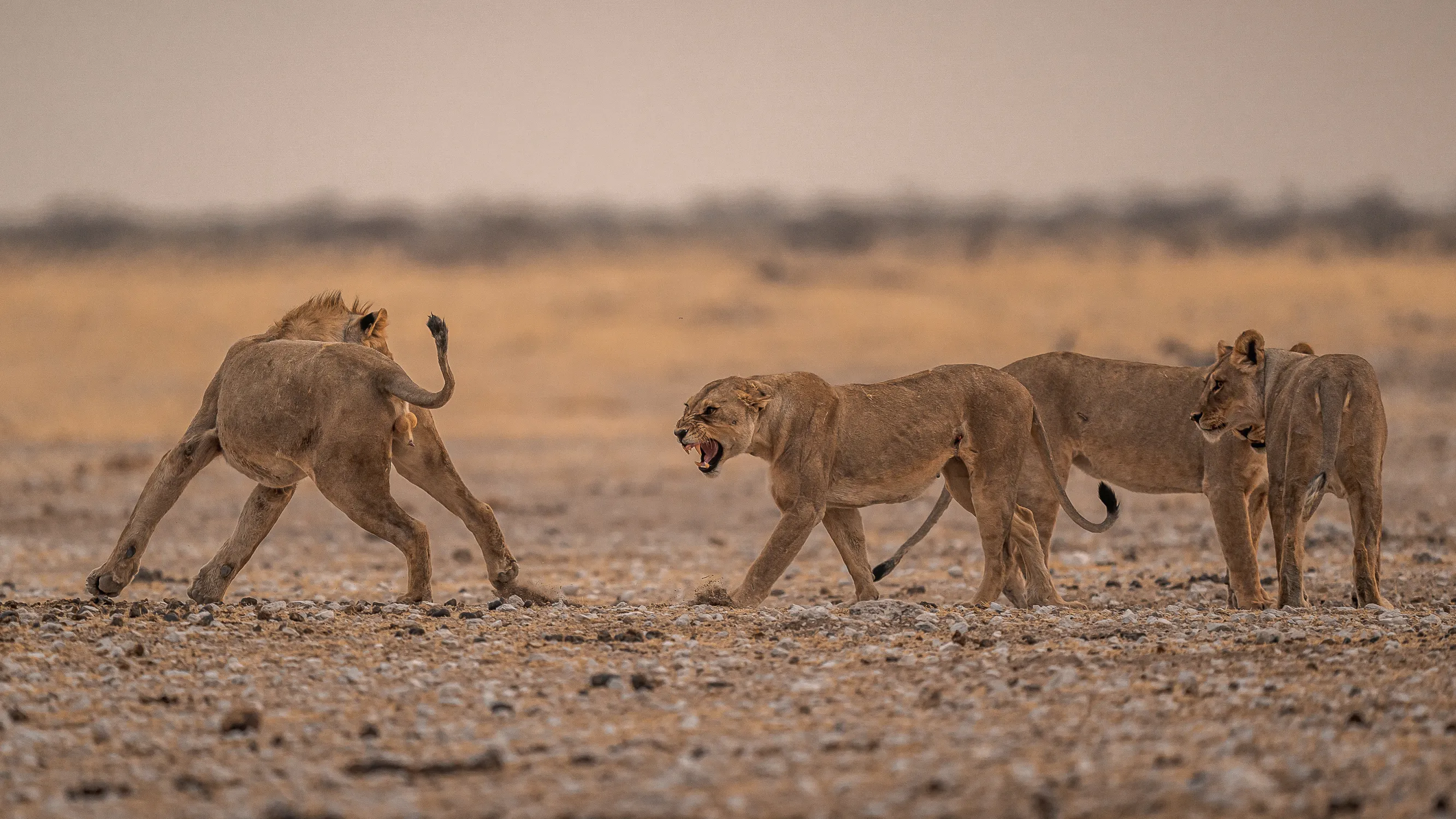 Image from recent rare bird photographic safari